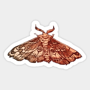 hand drawn moth Sticker